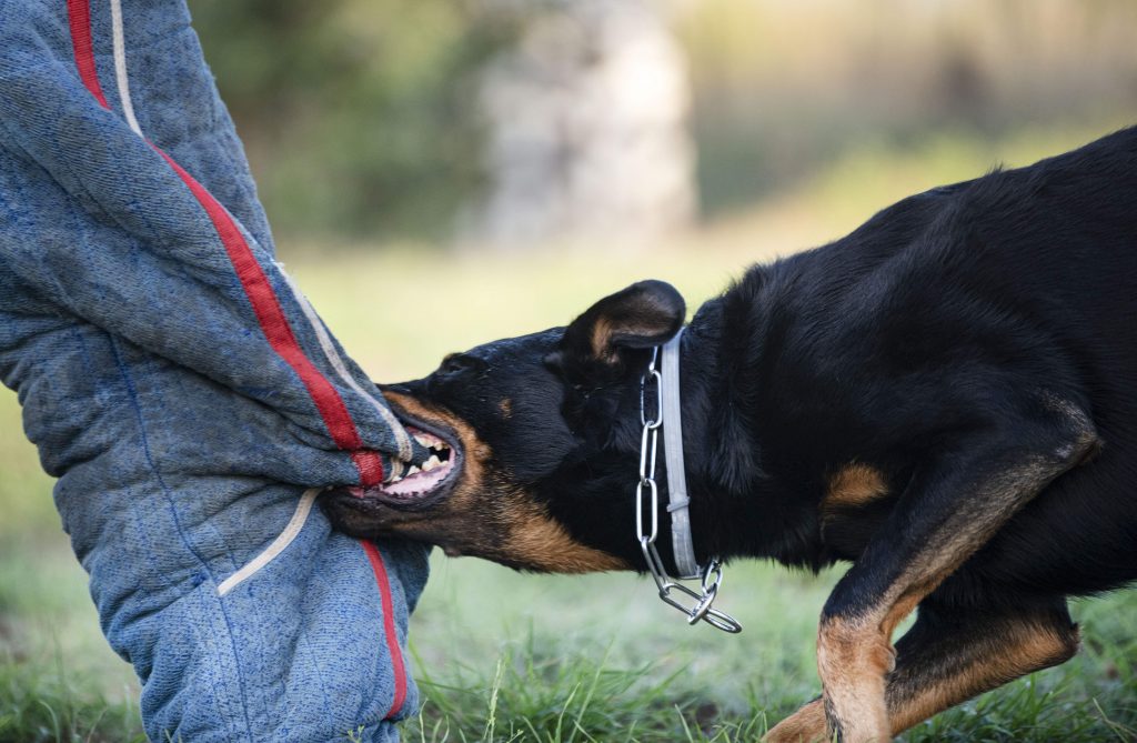 What to do in a dog attack – and why they hate posties so much