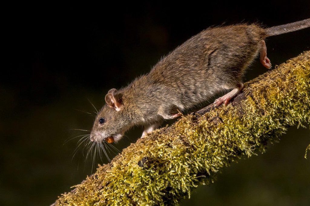 How to control invasive rats and mice at home without harming native wildlife